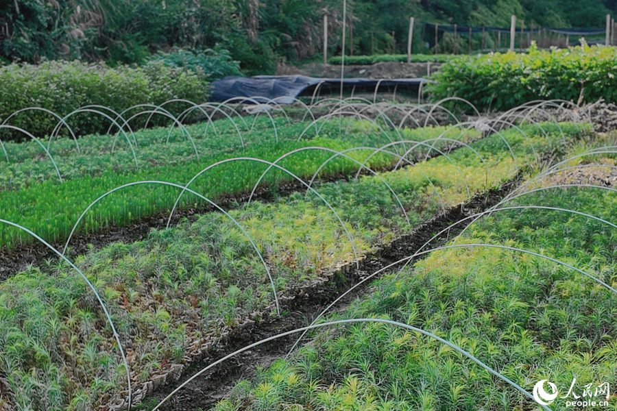 清流縣保障性苗圃的育苗區(qū)。人民網(wǎng) 楊灝昱攝