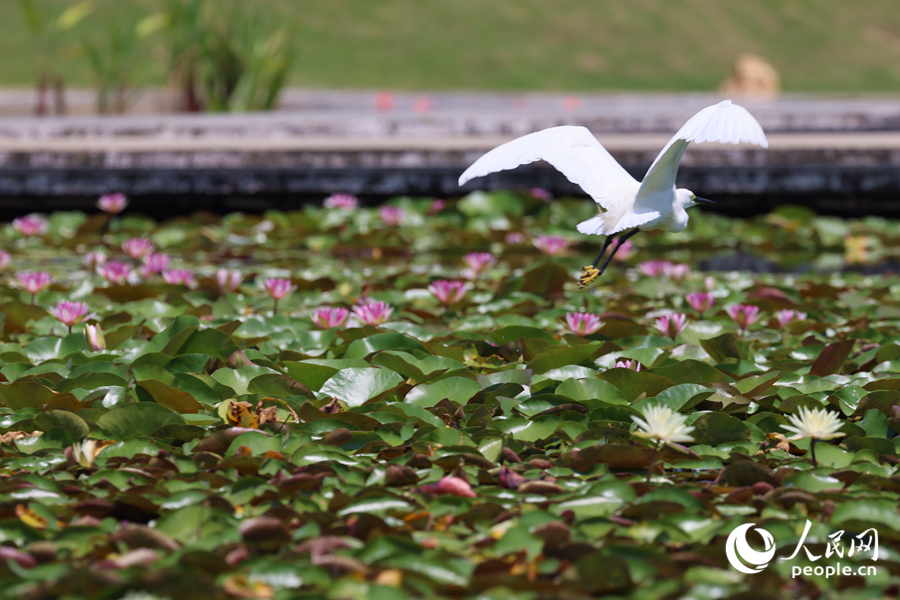 彩蓮滿塘鷺鳥飛。人民網(wǎng)記者 陳博攝