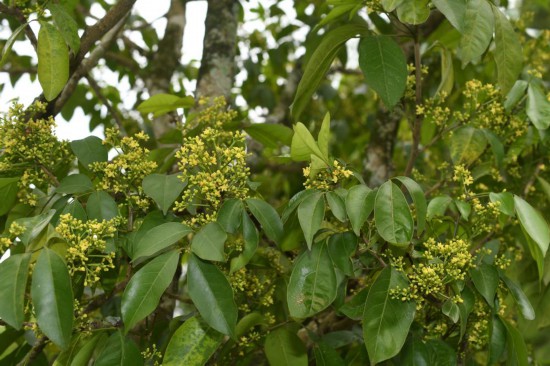 圖為廣西割舌樹(shù)。（廣西壯族自治區(qū)中醫(yī)藥研究院供圖）