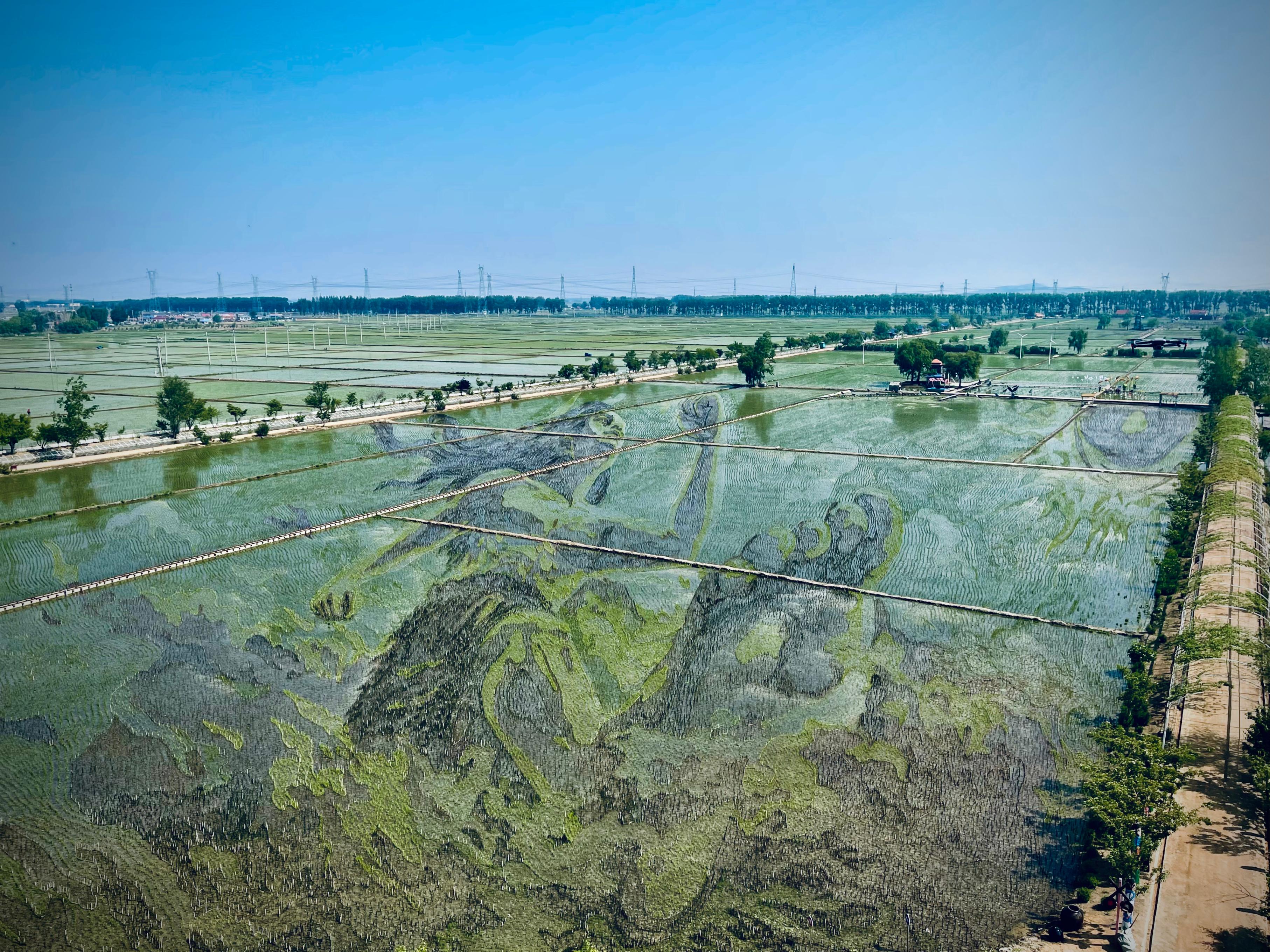 “歷史典故-夸父逐日”稻田畫。人民網(wǎng)記者 任妍攝