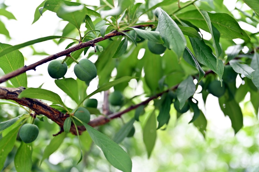 巫山縣曲尺鄉(xiāng)柑園村的脆李樹掛滿青果。鄒樂攝