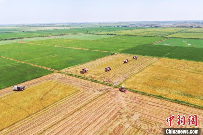 圖為在南昌縣大田農(nóng)社，收割機(jī)正在收割早稻?！⒘?攝