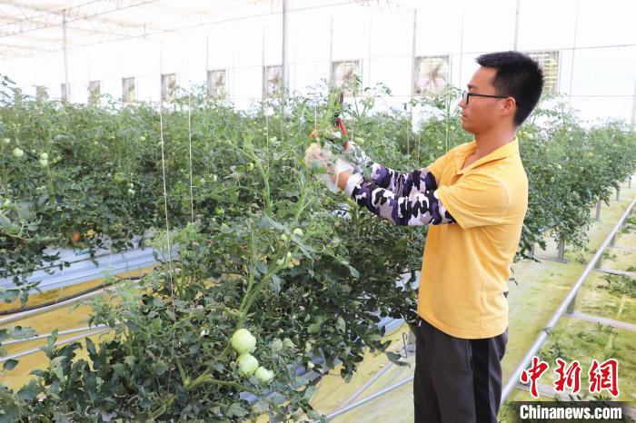 圖為在紅谷灘區(qū)元宇宙·VR數(shù)字農(nóng)業(yè)示范基地七彩番茄培育車間內(nèi)，農(nóng)業(yè)技術(shù)員正在對(duì)番茄植株進(jìn)行修剪?！⌒苠\陽(yáng) 攝