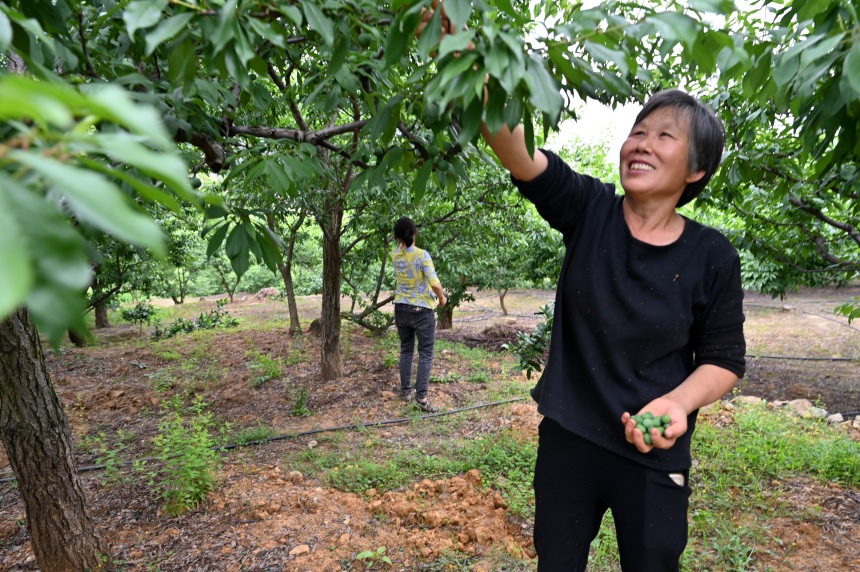 村民們搶抓農(nóng)時，忙著為脆李樹疏果。鄒樂攝
