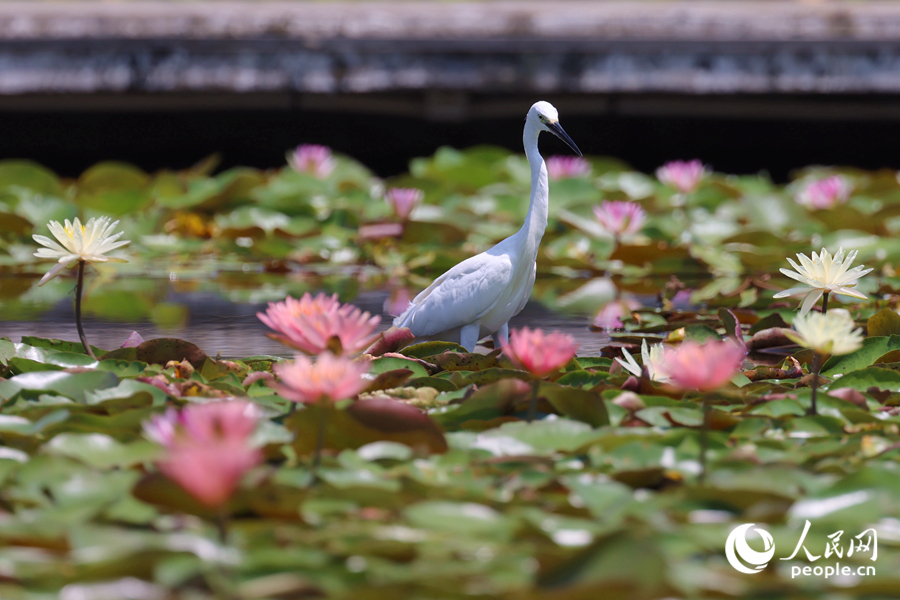 白鷺在睡蓮盛開的池塘中流連。人民網(wǎng)記者 陳博攝