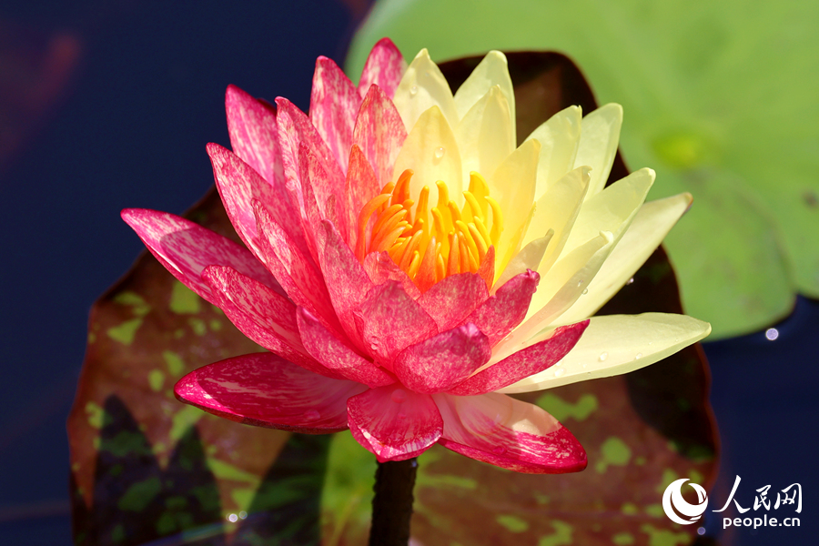 廈門海灣公園中，雙色睡蓮嬌艷欲滴。人民網(wǎng)記者 陳博攝