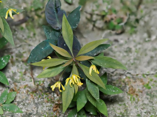 圖為洞生香草。（廣西壯族自治區(qū)中醫(yī)藥研究院供圖）