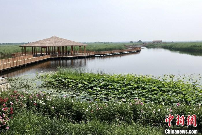 從完成頂層設(shè)計到如火如荼大規(guī)模建設(shè)，六年來，雄安新區(qū)如春天的竹子一般拔節(jié)生長，這座承載千年大計的“未來之城”已雄姿初顯。從“一張白紙”開始著墨，如今的雄安新區(qū)已是濃墨重彩的“山水畫”。<a target='_blank' href='/'>中新社</a>記者近日走訪了雄安新區(qū)多地，從“藍綠金”三色感受這座“未來之城”的巨大變化。圖為7月20日，河北白洋淀上荷花滿淀、蘆花搖曳。 <a target='_blank' href='/'>中新社</a>記者 易海菲 攝