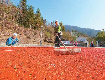 貴州省黔東南苗族侗族自治州榕江縣依托豐富的森林資源,大力發(fā)展林下草珊瑚中藥材種植等林下經濟,實現(xiàn)農民增收、林業(yè)增效。圖為榕江縣興華水族鄉(xiāng)星月村草珊瑚種植基地內,村民在采收、晾曬草珊瑚果。 周光勝攝(人民視覺)
